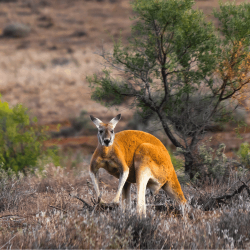 Australia gallery 3