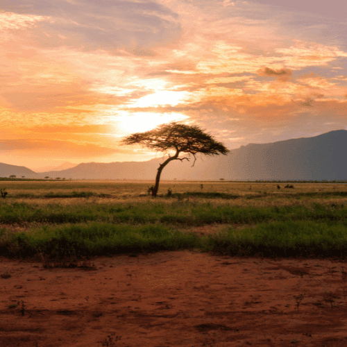 Kenya gallery 2