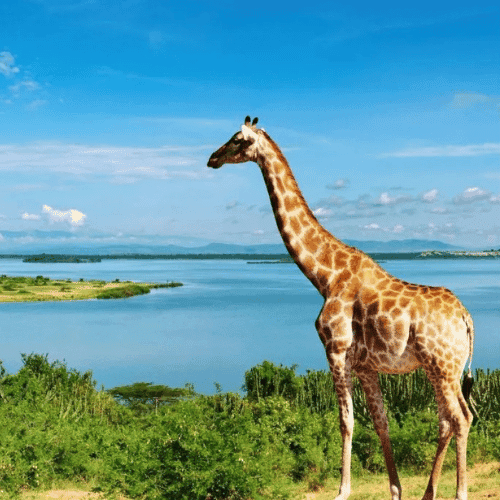 Uganda gallery 2