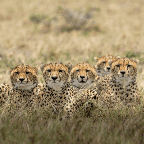 Kenya gallery 3