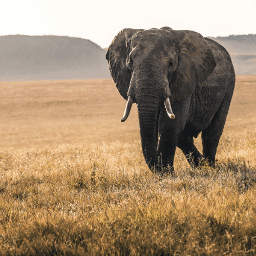 Kenya gallery 4