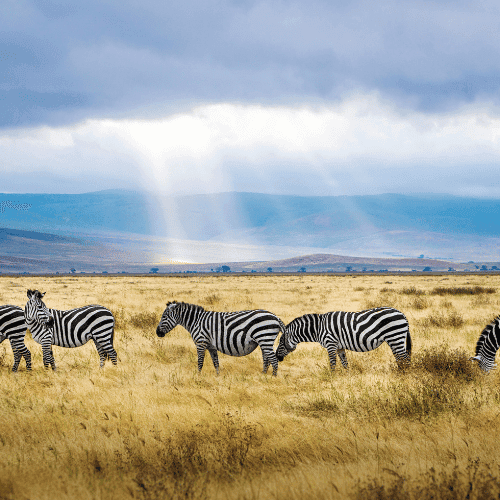 Tanzania gallery 4