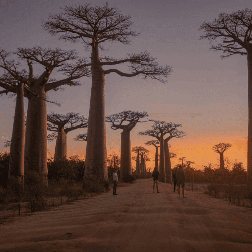 Madagascar gallery 2