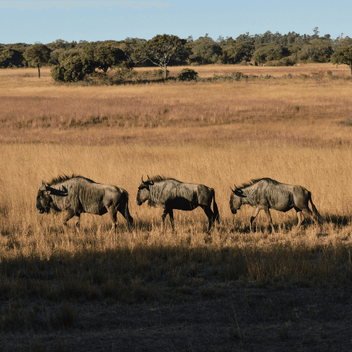 Zimbabwe gallery 4